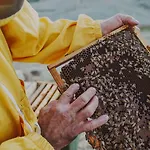 Pelagaccio Peccioli