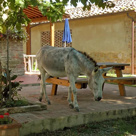 Pelagaccio